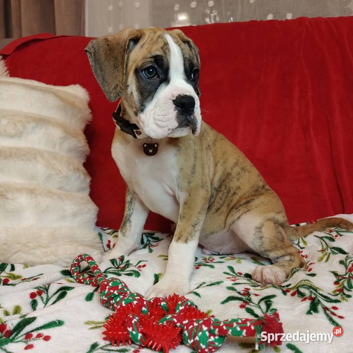 Bokser szczenięta przebadanych rodzicach