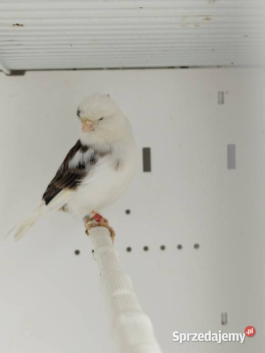 Kanarek Gloster samica Ptaki Gostyń sprzedam