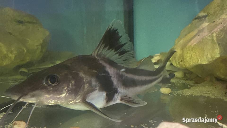 TABU Pimelodus auratus 2324 Warszawa