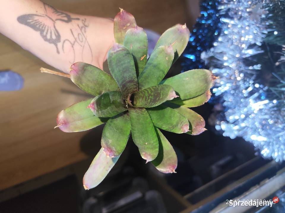 Rośliny terrarium Terrarystyka podlaskie Białystok