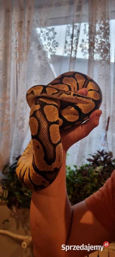 Pyton królewski z terrarium Bobrek