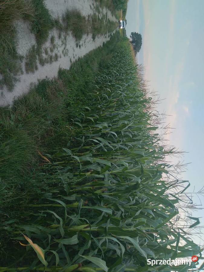 Kukurydza Pozostałe podlaskie Wyszonki-Błonie