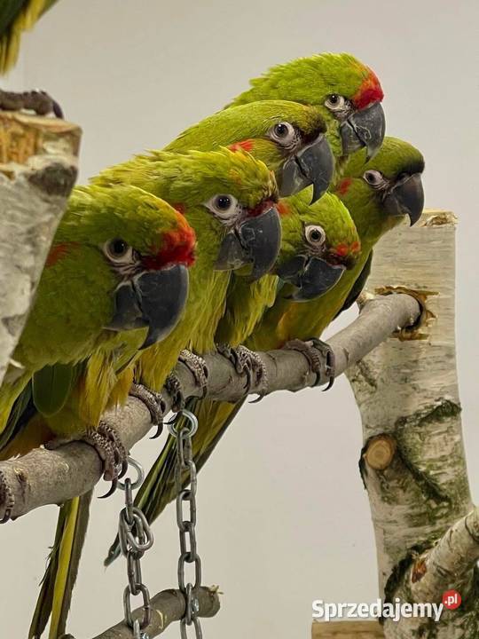 Ara różowooka rubrogenys Zwierzęta