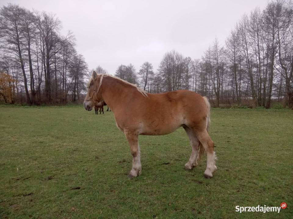 Klacz zimnokrwista Siemień