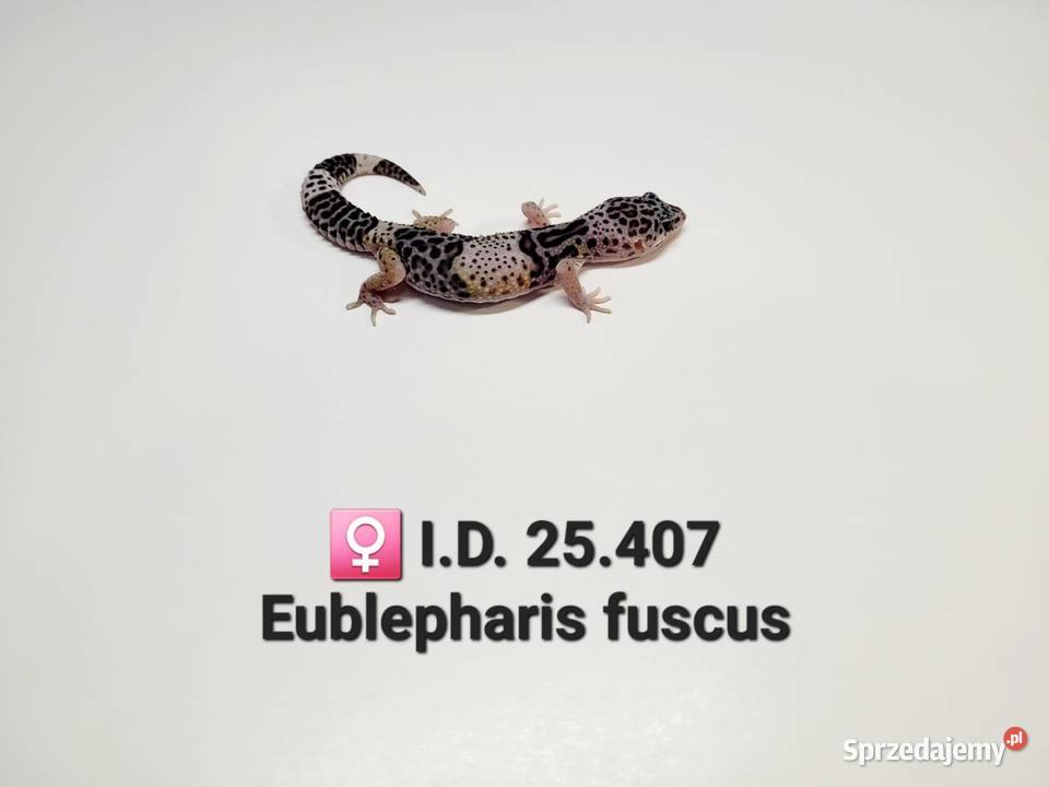 Eublepharis fuscus gekon Zawiercie
