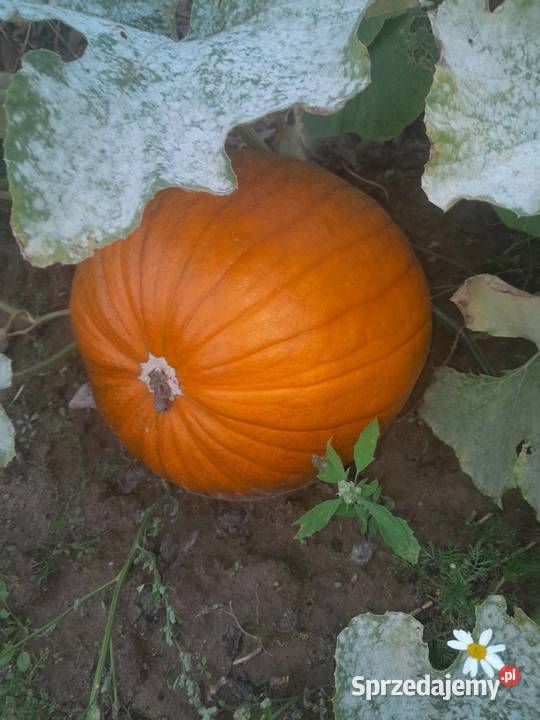 Dynie różne Pozostałe Goławin