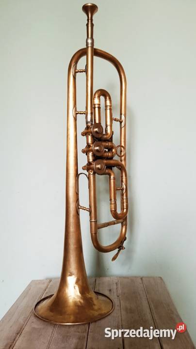 Trąbka skrzydlowa Kraków