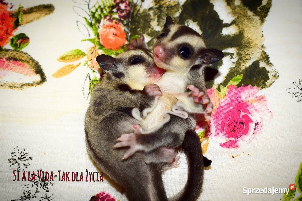 Lotopalanki lotopałanka karłowata sugar glider Wrocław