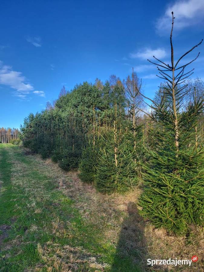 Świerk pospolity z plantacji choinki sprzedaż lubelskie