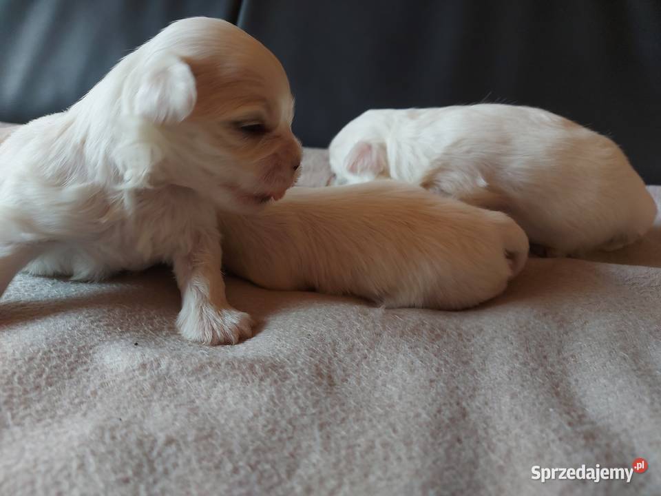 Maltanczyki malutkie Konin