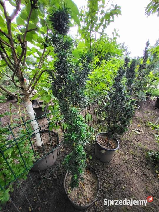 Drzewka Tuje Bonsai Najtaniej w Kołobrzeg