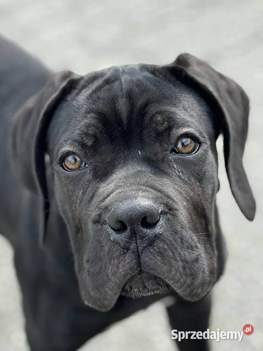 Czarna smoła suczka Cane Corso z domowej hodowli mazowieckie Warszawa