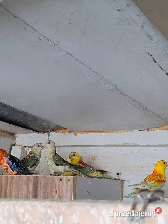 Ptaki 24 i 25 Łysa Góra