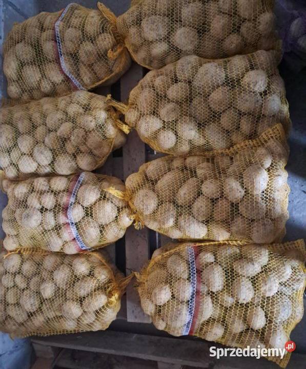 Ziemniaki 15 Irga białe ładne bez robaka i rdzy Piaseczno