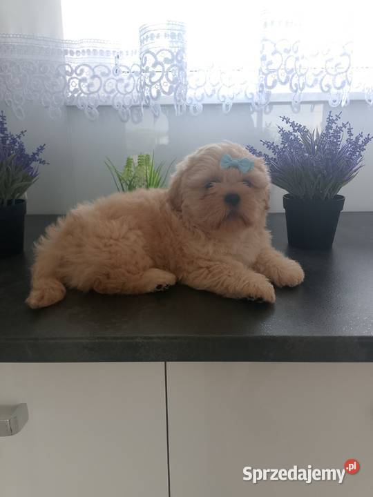 Ostatni piesek rasy ShihTzu szuka domku Namysłów