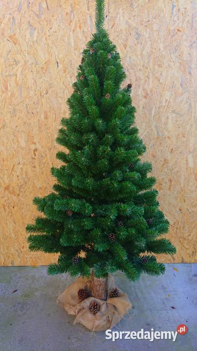 Choinka w donicy TUJA Wąska 160 NOWOŚĆ Gniazdów