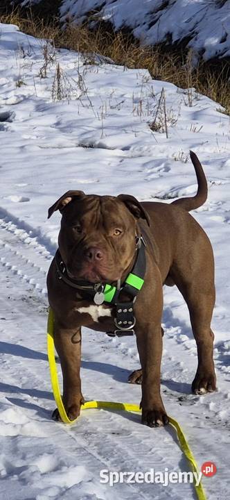 Krycie reproduktor rasy American Bully Standard Mielec usługa dla zwierząt