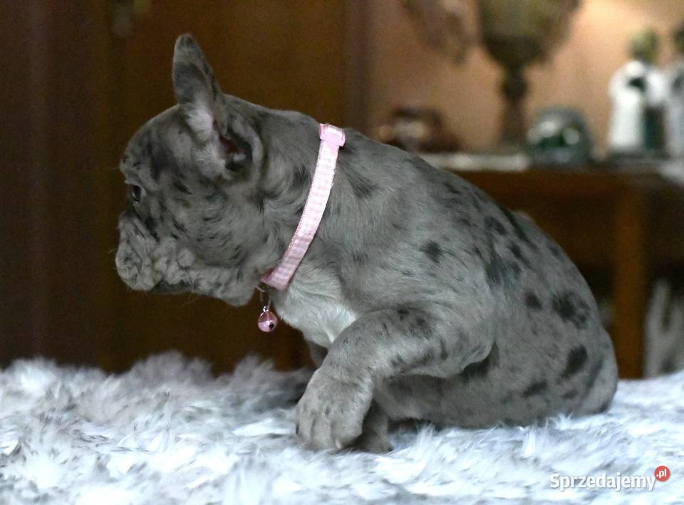 Buldog francuski sunia Gotowa do odbioru BLANKA Łódź