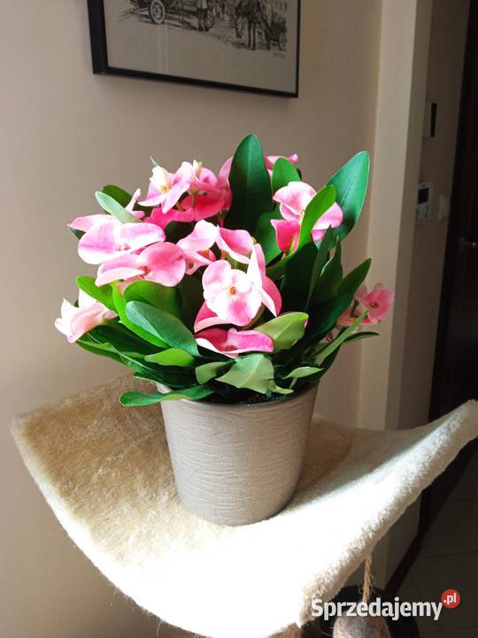 Oxalisy stale kwitnące fiołki i skrętniki podlaskie