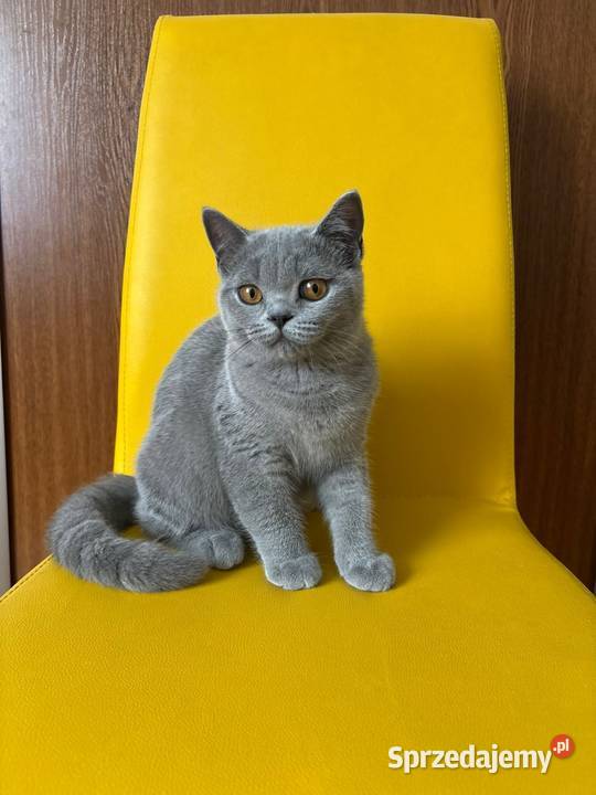 Kocięta brytyjskie z rodowodem FPL Felis Polonia Kraków