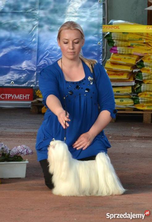 Maltańczyk piękne szczenięta z rodowodem ZKWP Psy Gdańsk sprzedam