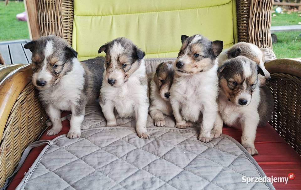 Owczarek Szkocki Collie Szczeniaki SUCZKI opolskie Olesno