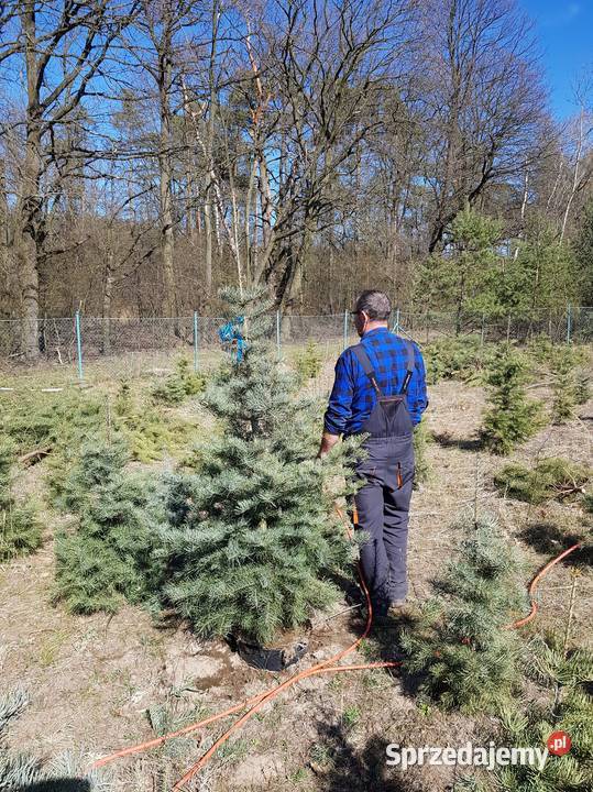 choinki świerki jodły kalifornijskie szlachetne opolskie Turawa