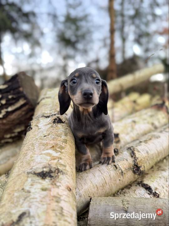 Wyjątkowa Sunia Jamnik miniaturowy Isabella z małopolskie Kraków