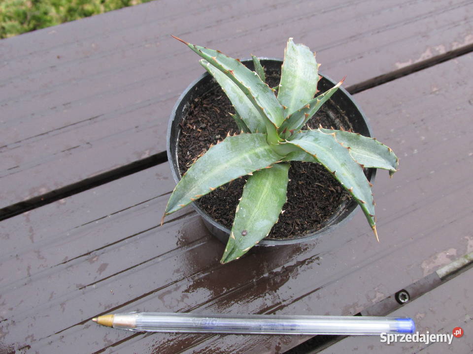 Agawa kolekcjonerska agave xylonacantha sadzonki