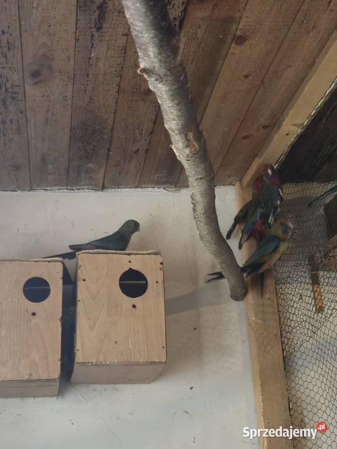 Rozelle królewskie Mądre