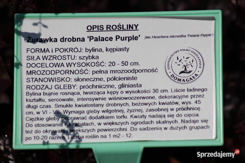 Żurawka drobna Palace Purple Liściaste Imbramowice