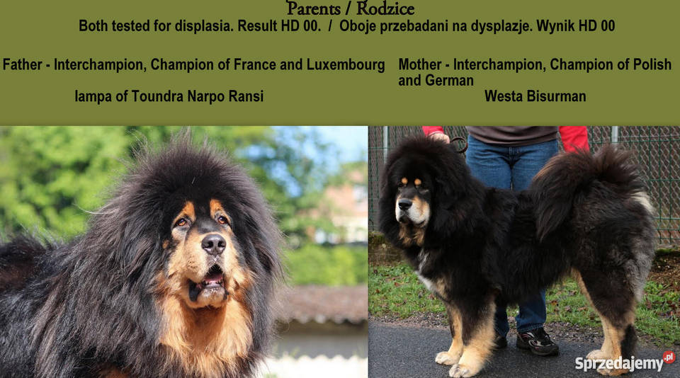 Mastif Tybetański szczeniaki ze wspaniałym Wrocław