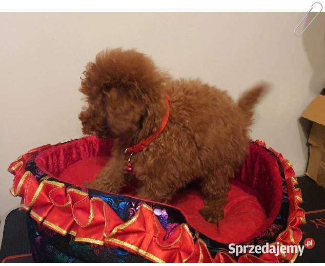 Pudel Toy Miniaturka śliczny i zdrowy pudelek Pozostałe Częstochowa