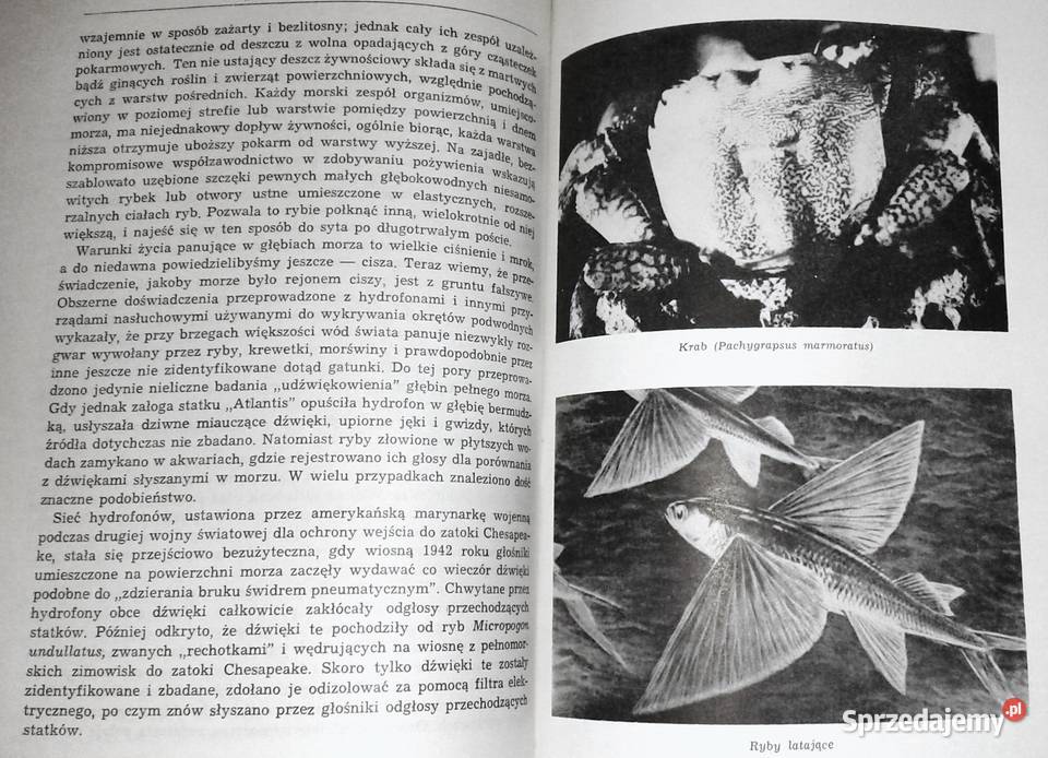 Morze wokół nas Rachel Carson Chełm