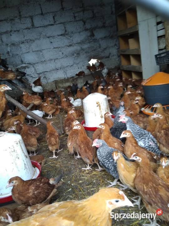 Kurczaki kury 7tygodni odchow wlasny Kolno
