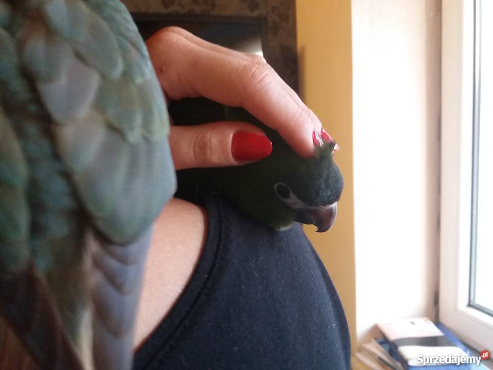 Ara nobilis epoletowa ręcznie karmiona