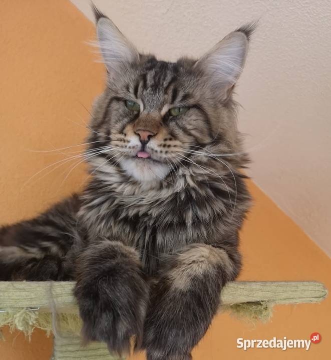 Kocur Maine Coon Wrocław