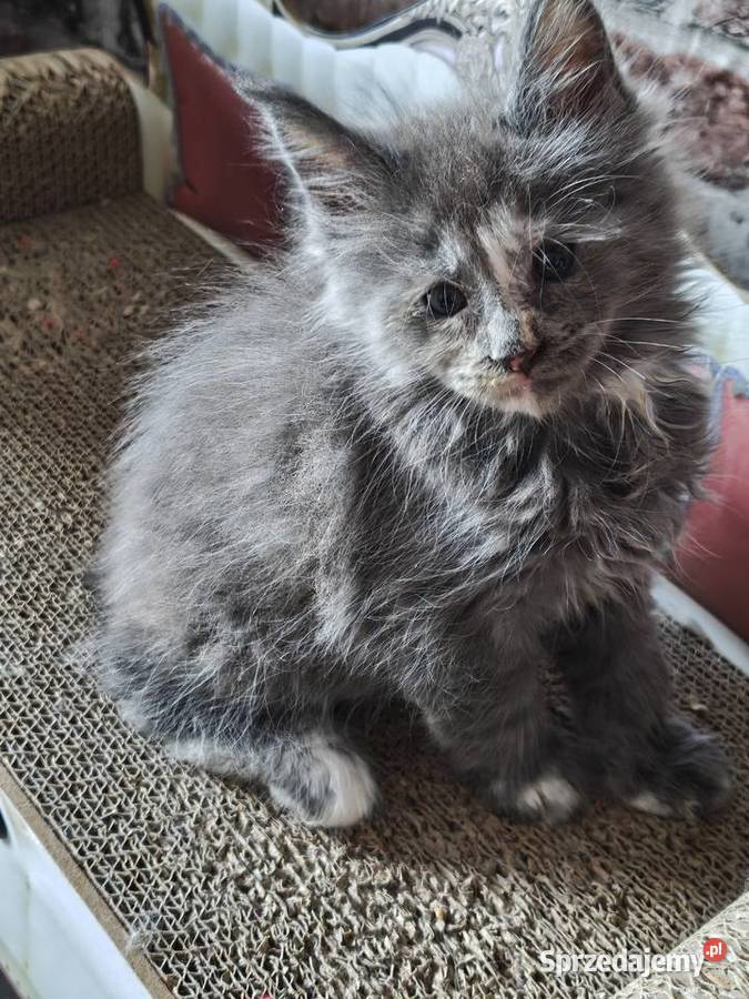 Rezerwacja Maine Coon Kcynia