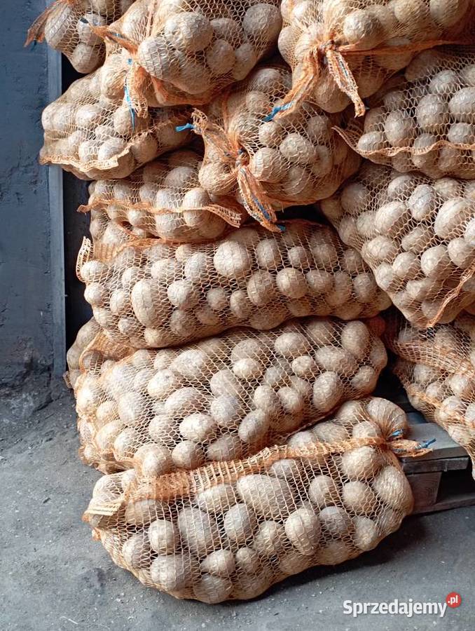 Swojskie ZIEMNIAKI Już na ZIMĘ SUPER Odm GALA Golasowice