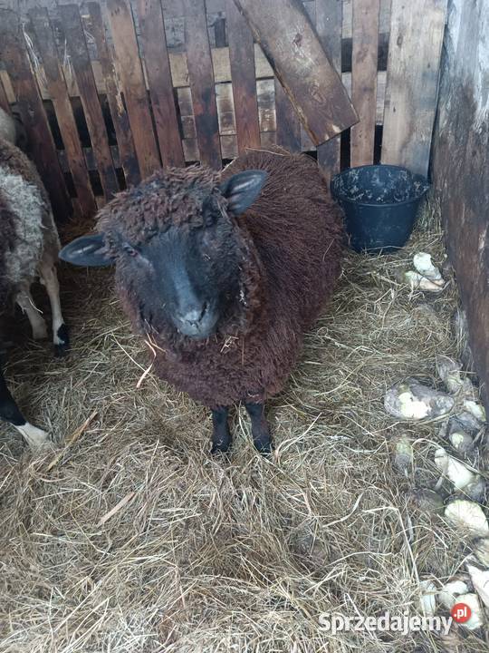 Baran czarny tryk z wiosny 2025 łódzkie