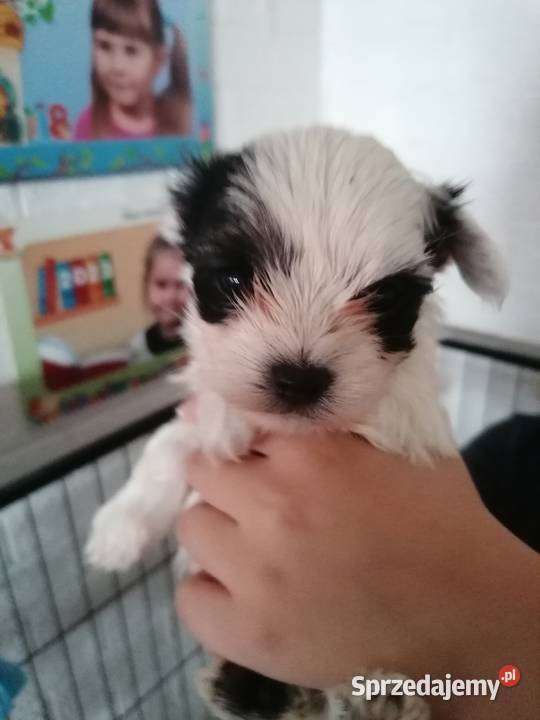 York z rodowodem śląskie Mysłowice