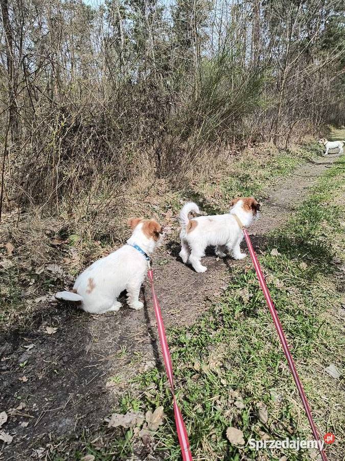 Jack Russell Terrier Nowy Broniszew