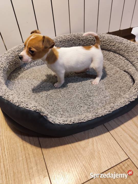 Jack Russell terrier Jack Russell Terrier Piątek