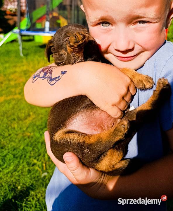 Terier niemiecki czekoladowy szczenięta Sokołów Podlaski sprzedam