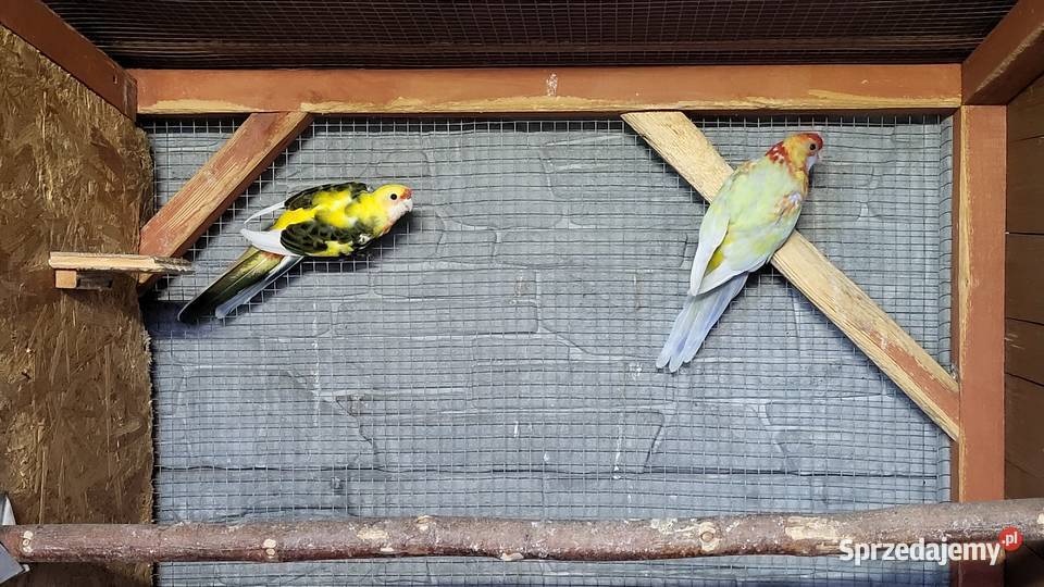 Rozelle królewskie para lęgowa Jasień