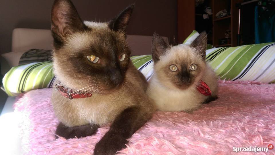 Kot Syjamski Tajski Kocurek Proszowice