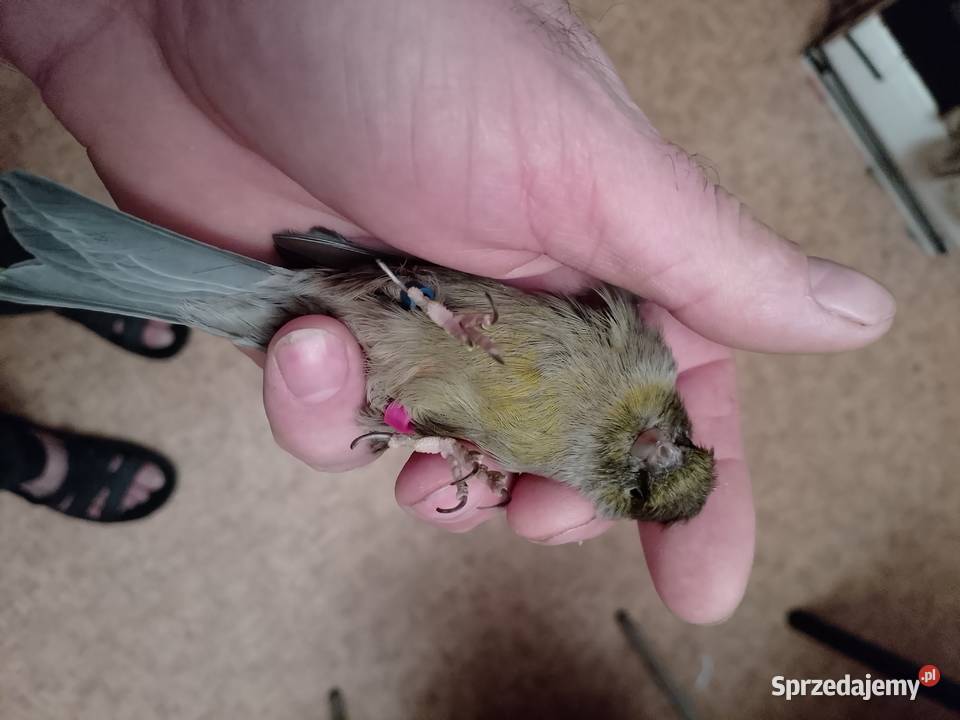 Kanarki 3 sztuki Siepraw