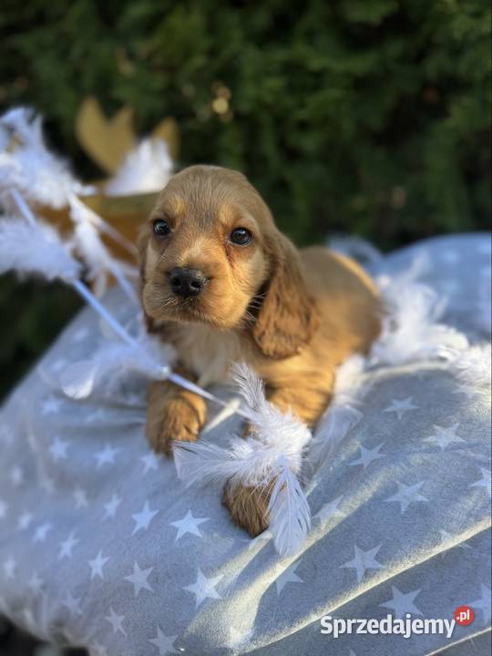 Cudowna złota sunia Cocker Spaniel Angielski z Kraków sprzedam