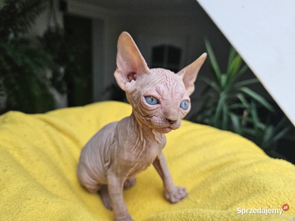 Kocur sfinks kanadyjski Vascat Sfinks Lublin sprzedam