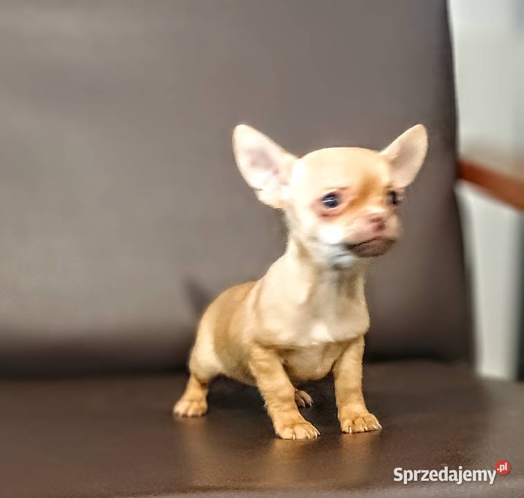 Chihuahua pieski wielkopolskie Września